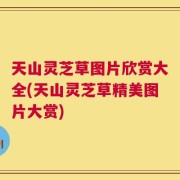 天山灵芝草图片欣赏大全(天山灵芝草精美图片大赏)