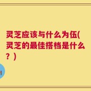 灵芝应该与什么为伍(灵芝的最佳搭档是什么？)