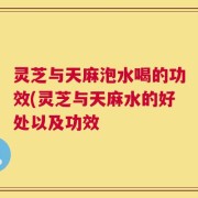 灵芝与天麻泡水喝的功效(灵芝与天麻水的好处以及功效