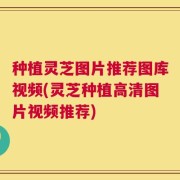 种植灵芝图片推荐图库视频(灵芝种植高清图片视频推荐)