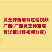 灵芝种苗培育过程视频广西(广西灵芝种苗培育详细过程视频分享)