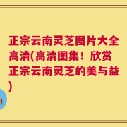 正宗云南灵芝图片大全高清(高清图集！欣赏正宗云南灵芝的美与益)