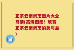 正宗云南灵芝图片大全高清(高清图集！欣赏正宗云南灵芝的美与益)