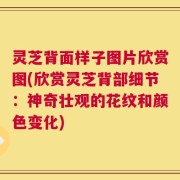 灵芝背面样子图片欣赏图(欣赏灵芝背部细节：神奇壮观的花纹和颜色变化)