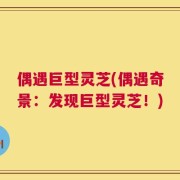 偶遇巨型灵芝(偶遇奇景：发现巨型灵芝！)