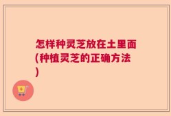 怎样种灵芝放在土里面(种植灵芝的正确方法)
