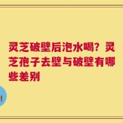 灵芝破壁后泡水喝？灵芝孢子去壁与破壁有哪些差别