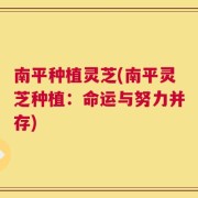 南平种植灵芝(南平灵芝种植：命运与努力并存)