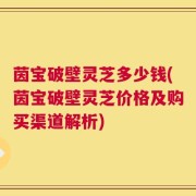 茵宝破壁灵芝多少钱(茵宝破壁灵芝价格及购买渠道解析)