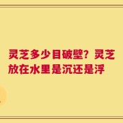灵芝多少目破壁？灵芝放在水里是沉还是浮