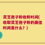 灵芝孢子粉收粉时间(收取灵芝孢子粉的最佳时间是什么？)