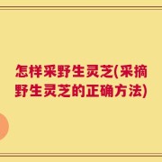 怎样采野生灵芝(采摘野生灵芝的正确方法)