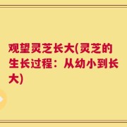观望灵芝长大(灵芝的生长过程：从幼小到长大)