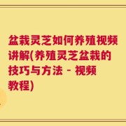 盆栽灵芝如何养殖视频讲解(养殖灵芝盆栽的技巧与方法 - 视频教程)
