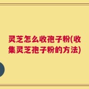 灵芝怎么收孢子粉(收集灵芝孢子粉的方法)