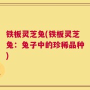 铁板灵芝兔(铁板灵芝兔：兔子中的珍稀品种)