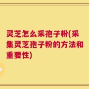 灵芝怎么采孢子粉(采集灵芝孢子粉的方法和重要性)