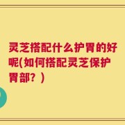 灵芝搭配什么护胃的好呢(如何搭配灵芝保护胃部？)