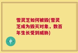 雪灵芝如何被毁(雪灵芝成为毁灭对象，数百年生长受到威胁)