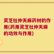 灵芝杜仲天麻药材的作用(药用灵芝杜仲天麻的功效与作用)