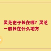 灵芝孢子长在哪？灵芝一般长在什么地方