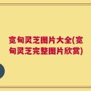宽甸灵芝图片大全(宽甸灵芝完整图片欣赏)