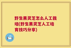 野生黑灵芝怎么人工栽培(野生黑灵芝人工培育技巧分享)