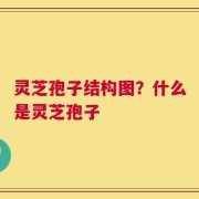灵芝孢子结构图？什么是灵芝孢子