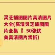 灵芝插图图片高清图片大全(高清灵芝插图图片全集 – 50张优美高清图片赏析)
