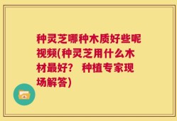 种灵芝哪种木质好些呢视频(种灵芝用什么木材最好？ 种植专家现场解答)