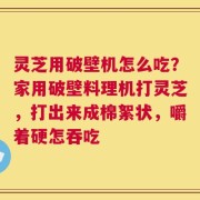 灵芝用破壁机怎么吃？家用破壁料理机打灵芝，打出来成棉絮状，嚼着硬怎吞吃