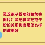 灵芝孢子粉功效和危害图片？灵芝和灵芝孢子粉的关系到底是怎么样的谁更好