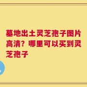 墓地出土灵芝孢子图片高清？哪里可以买到灵芝孢子