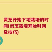灵芝开始下地栽培的时间(灵芝栽培开始时间及技巧)