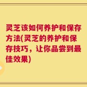 灵芝该如何养护和保存方法(灵芝的养护和保存技巧，让你品尝到最佳效果)