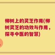 柳树上的灵芝作用(柳树灵芝的功效与作用，探寻中医的智慧)