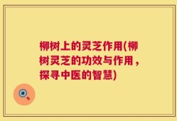 柳树上的灵芝作用(柳树灵芝的功效与作用，探寻中医的智慧)
