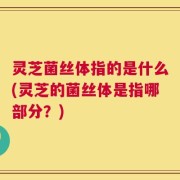 灵芝菌丝体指的是什么(灵芝的菌丝体是指哪部分？)