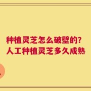 种植灵芝怎么破壁的？人工种植灵芝多久成熟