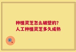 种植灵芝怎么破壁的？人工种植灵芝多久成熟