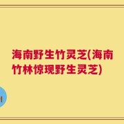 海南野生竹灵芝(海南竹林惊现野生灵芝)