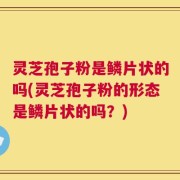 灵芝孢子粉是鳞片状的吗(灵芝孢子粉的形态是鳞片状的吗？)