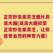 正宗野生紫灵芝图片高清大图(高清大图欣赏正宗野生紫灵芝，让你感受自然的神奇力量)