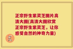正宗野生紫灵芝图片高清大图(高清大图欣赏正宗野生紫灵芝，让你感受自然的神奇力量)