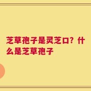 芝草孢子是灵芝口？什么是芝草孢子