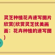 灵芝种植花卉速写图片欣赏(欣赏灵芝优美画面：花卉种植的速写图)