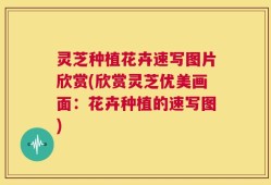 灵芝种植花卉速写图片欣赏(欣赏灵芝优美画面：花卉种植的速写图)