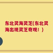 东北灵海灵芝(东北灵海出现灵芝奇观！)