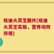 炫迪火灵芝图片(炫迪火灵芝实拍，营养功效尽现)