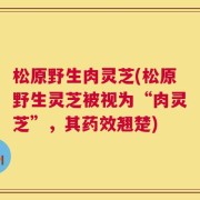 松原野生肉灵芝(松原野生灵芝被视为“肉灵芝”，其药效翘楚)